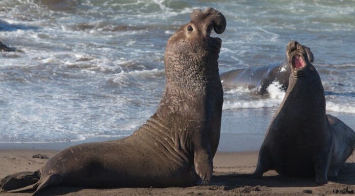 10 fatti incredibili sulla foca elefante
