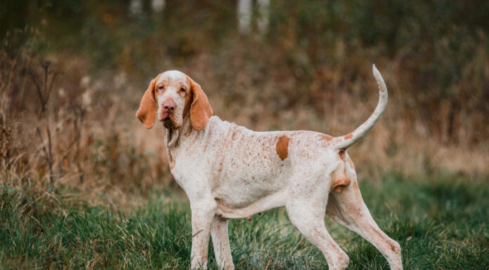 Bracco Italiano
