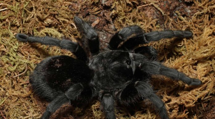 Tarantola nera brasiliana
