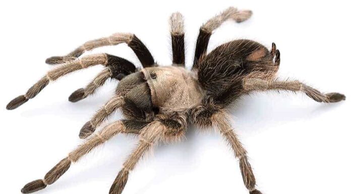 Tarantola della California
