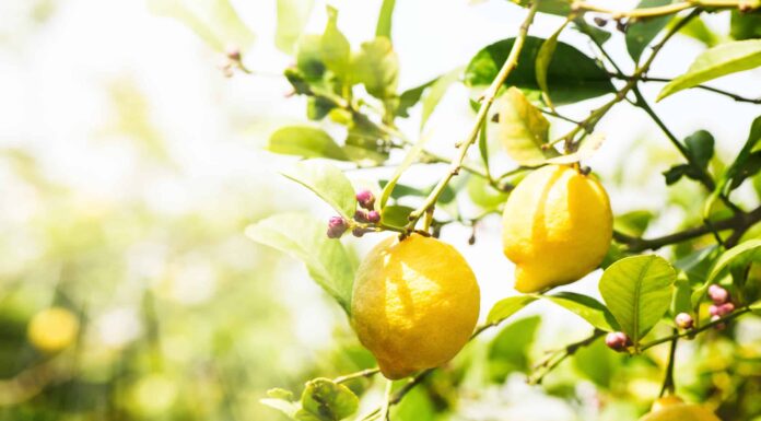 I limoni possono crescere in Texas?
