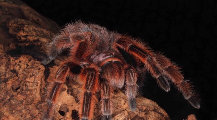 Tarantola alla rosa cilena
