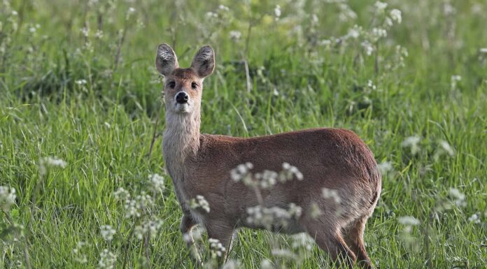 Cervo d'acqua cinese
