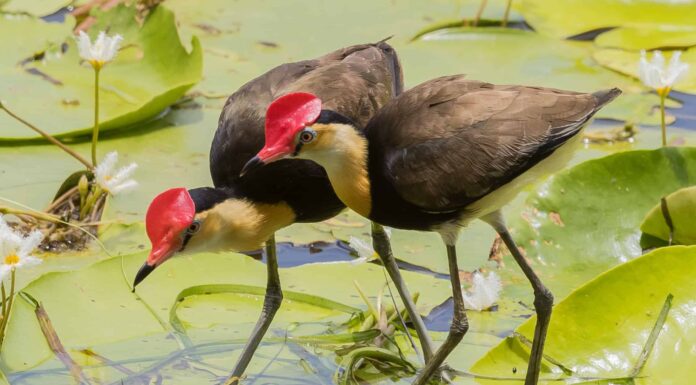 Jacana crestato a pettine
