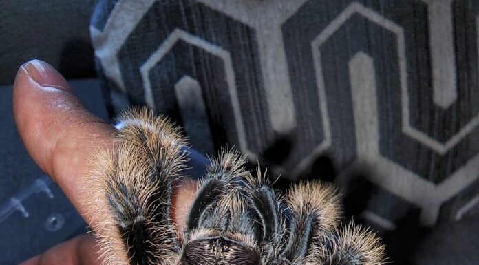 Tarantola di capelli ricci
