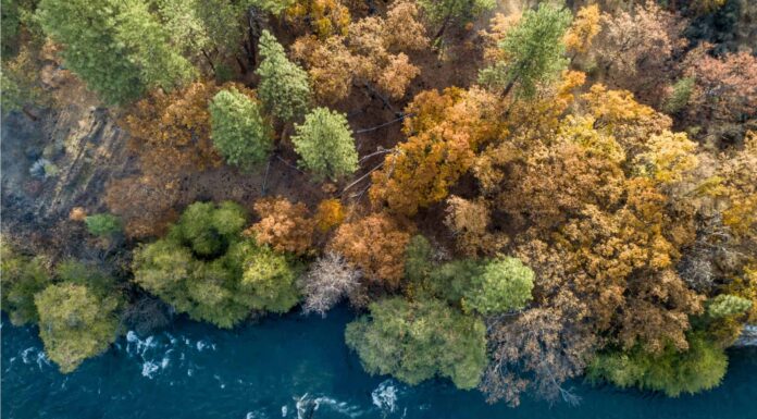 Quanti alberi ci sono nel mondo?
