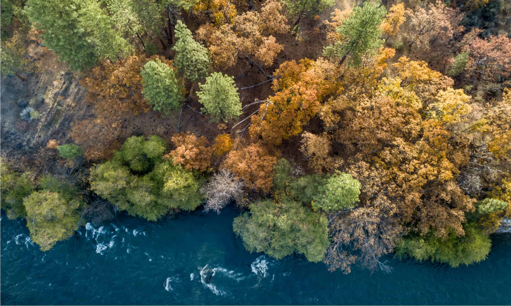 Quanti alberi ci sono nel mondo?