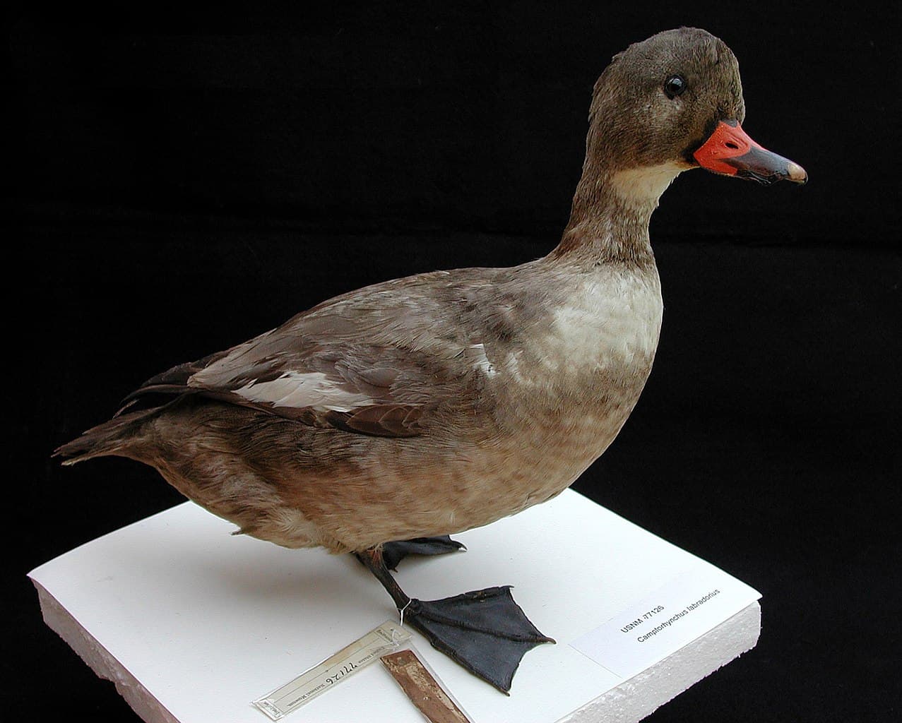 Scopri 3 animali estinti che vivevano nel Maine