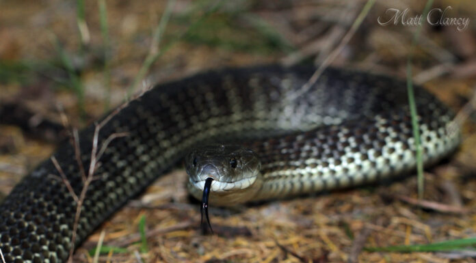 Serpente tigre orientale
