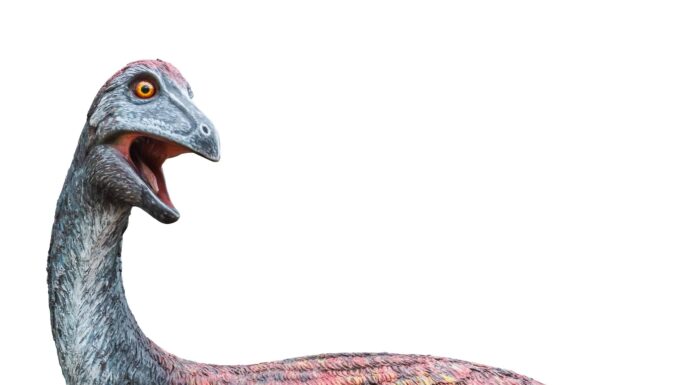 Uccello dell'elefante
