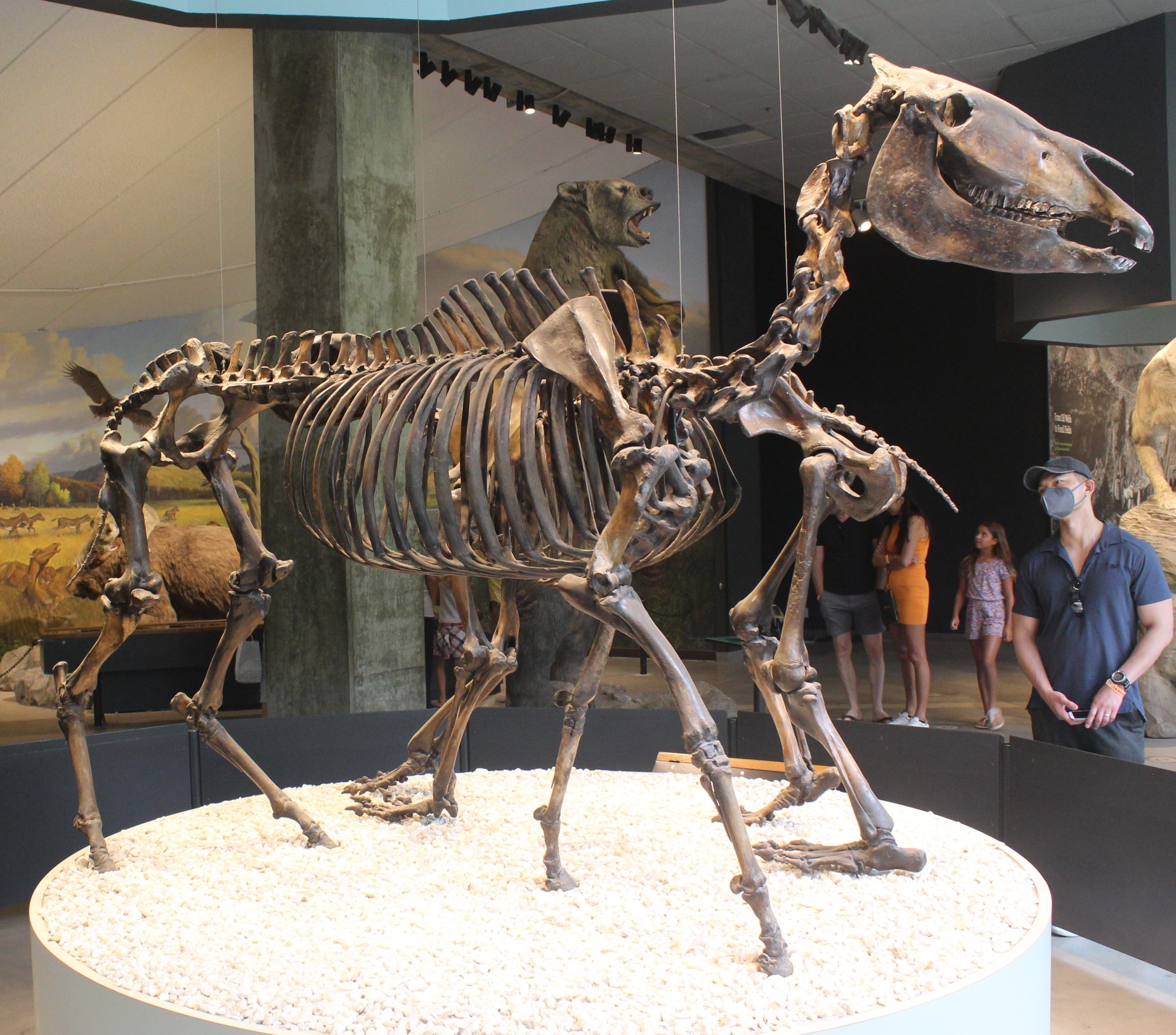 Un cavallo gigantesco