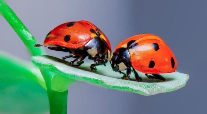 10 incredibili fatti di coccinella
