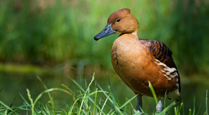 Anatra Fischiante Fulvosa
