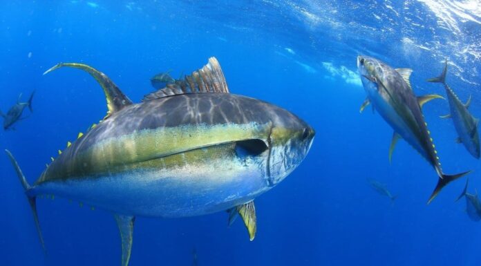 Tonno Ahi vs Tonno Rosso: Spiegazione delle Differenze Chiave
