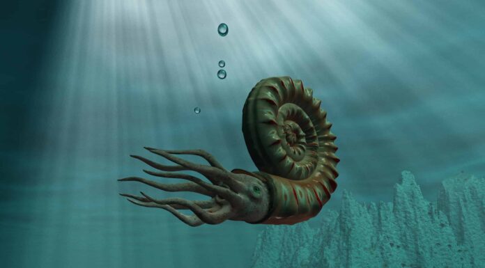 Antiche stranezze: 8 creature marine estinte
