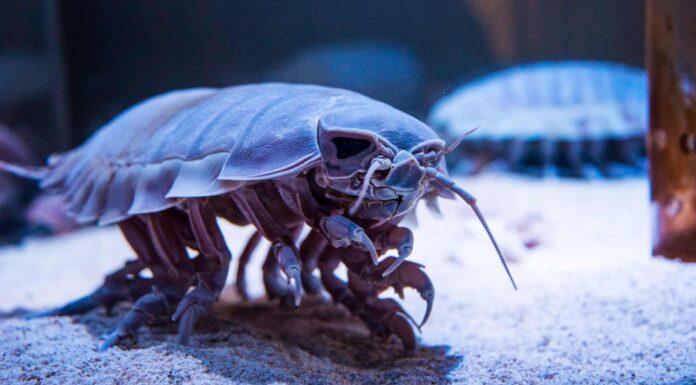 Isopode gigante
