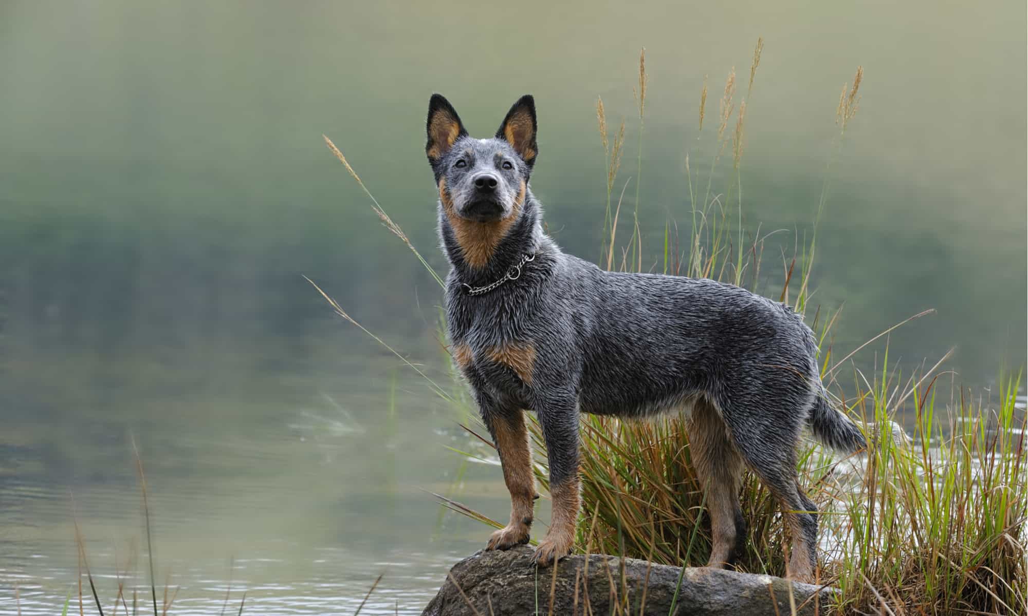 Texas Heeler contro Blue Heeler