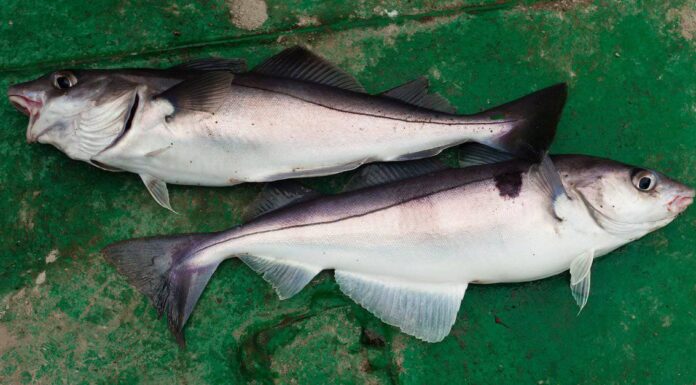 Eglefino vs Halibut: le differenze chiave
