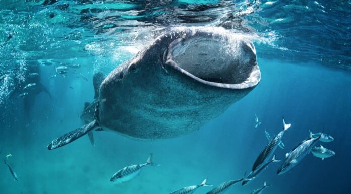 I 5 squali più grandi vicino alle spiagge dell'Alabama
