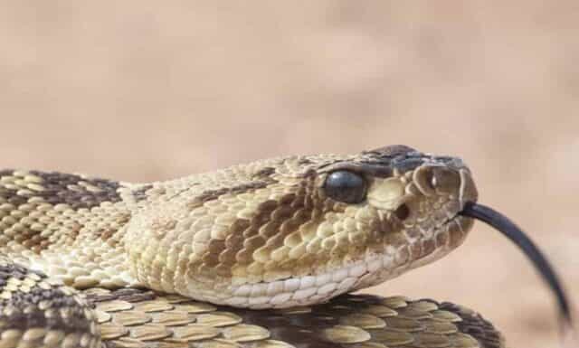 Scopri ogni tipo di serpente a sonagli: i 45 tipi di serpente a sonagli
