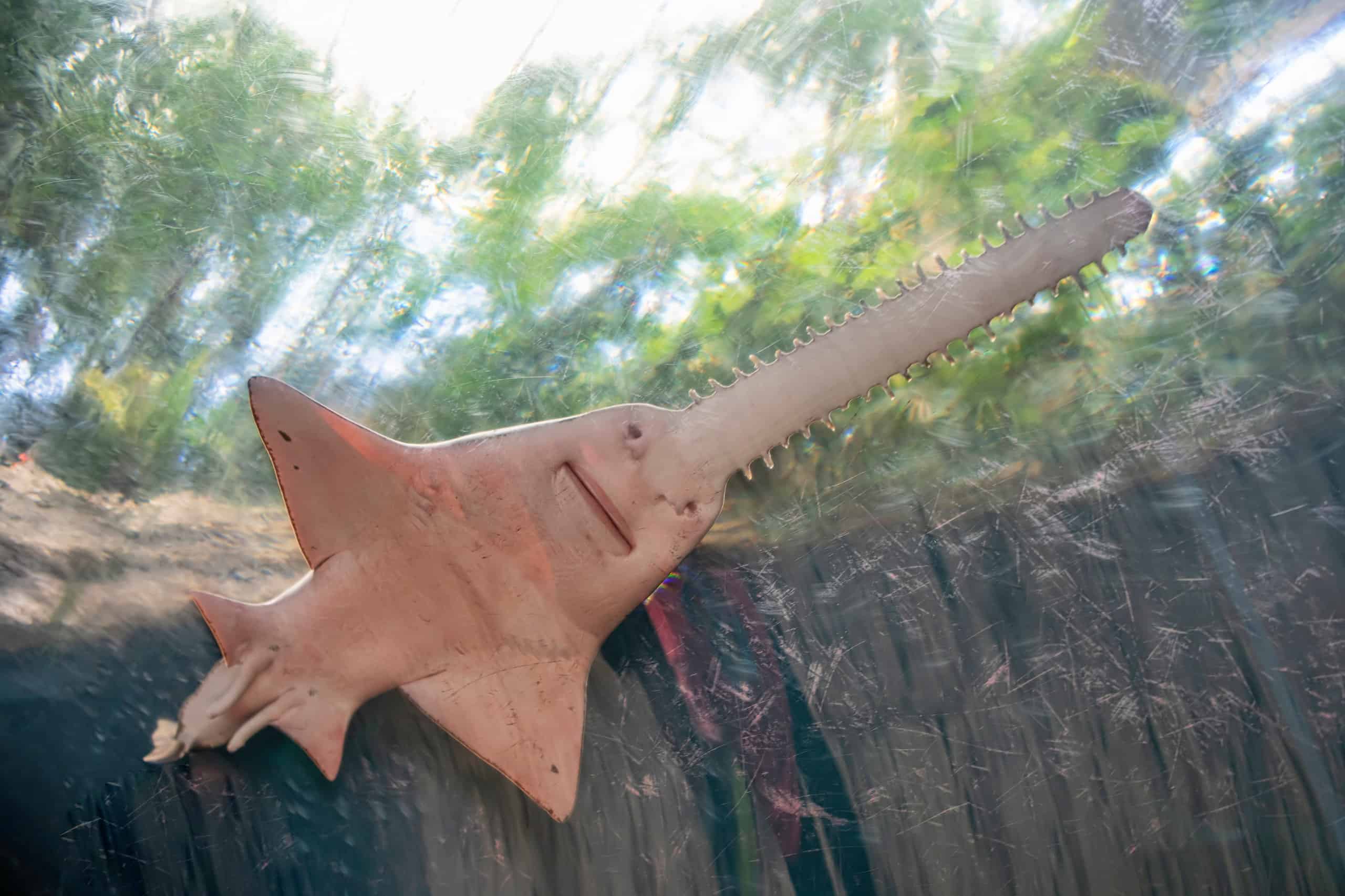 Sawfish contro Sawshark