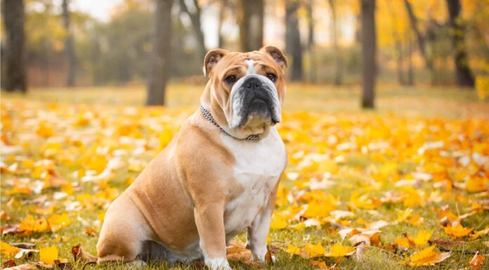 10 incredibili fatti sul Bulldog
