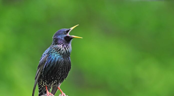 I 6 migliori posti per il birdwatching del Nebraska quest'estate
