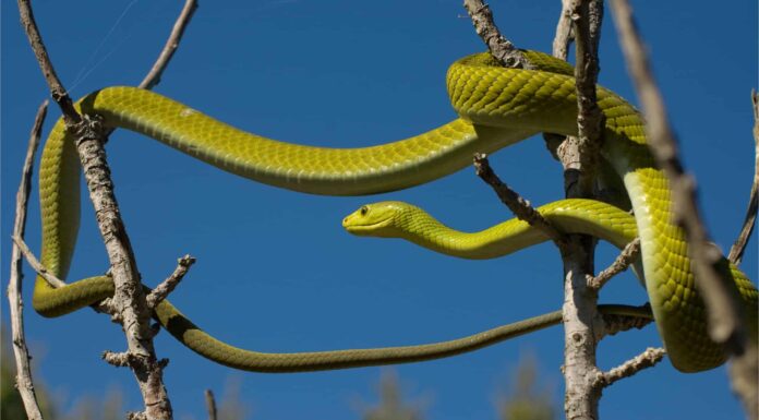 Incontra 10 serpenti del fiume Nilo
