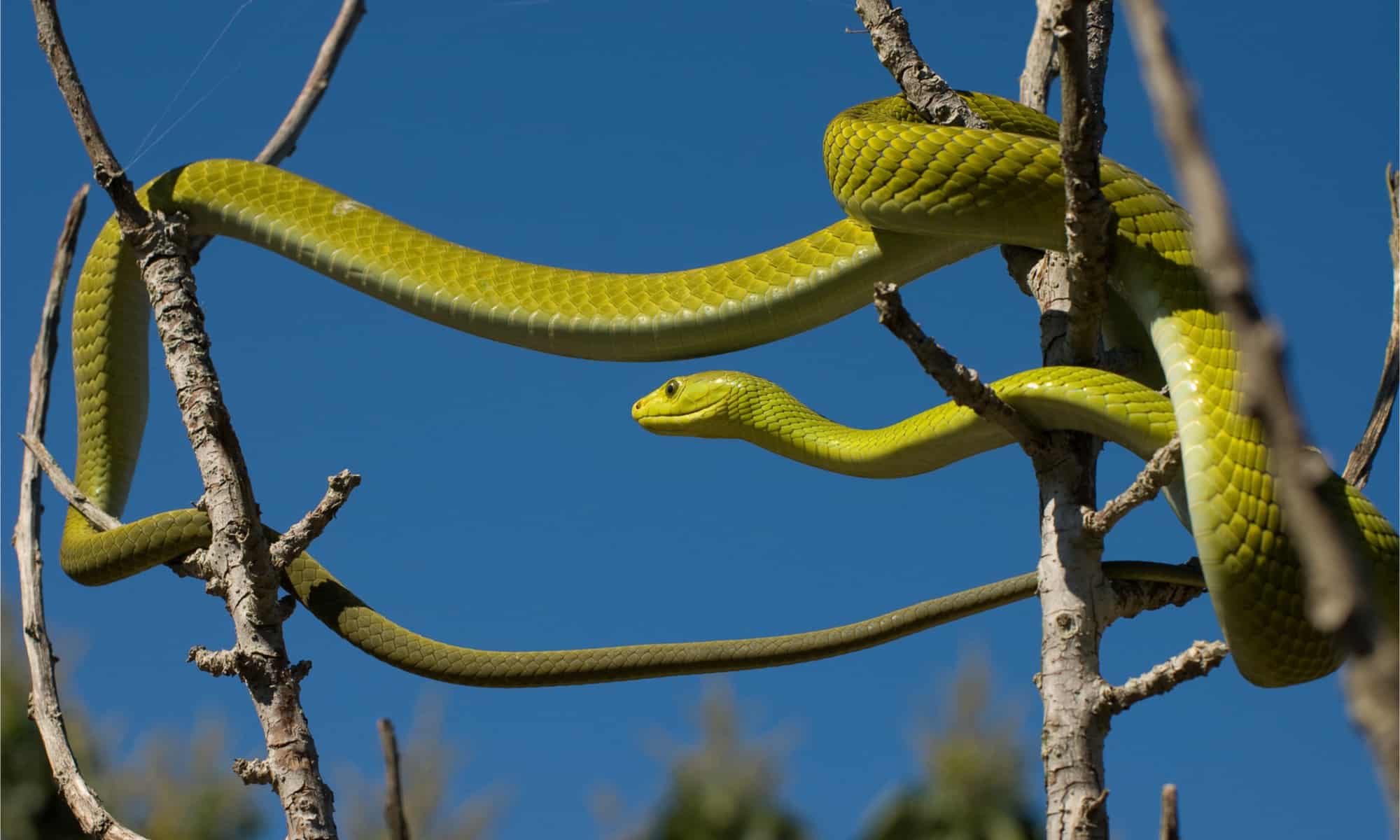 Incontra 10 serpenti del fiume Nilo