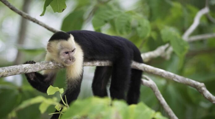 Posizioni delle scimmie: dove vivono le scimmie?
