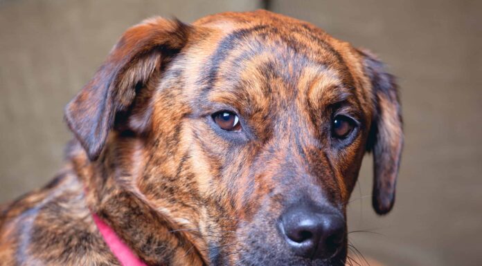 Incontra 8 incredibili razze di cani tigrati
