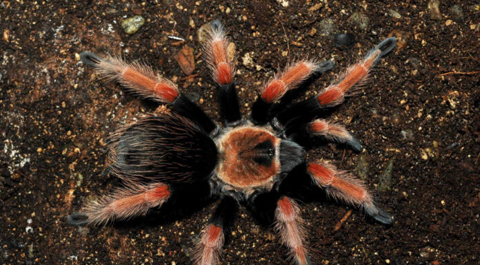 Tarantola Fireleg messicana
