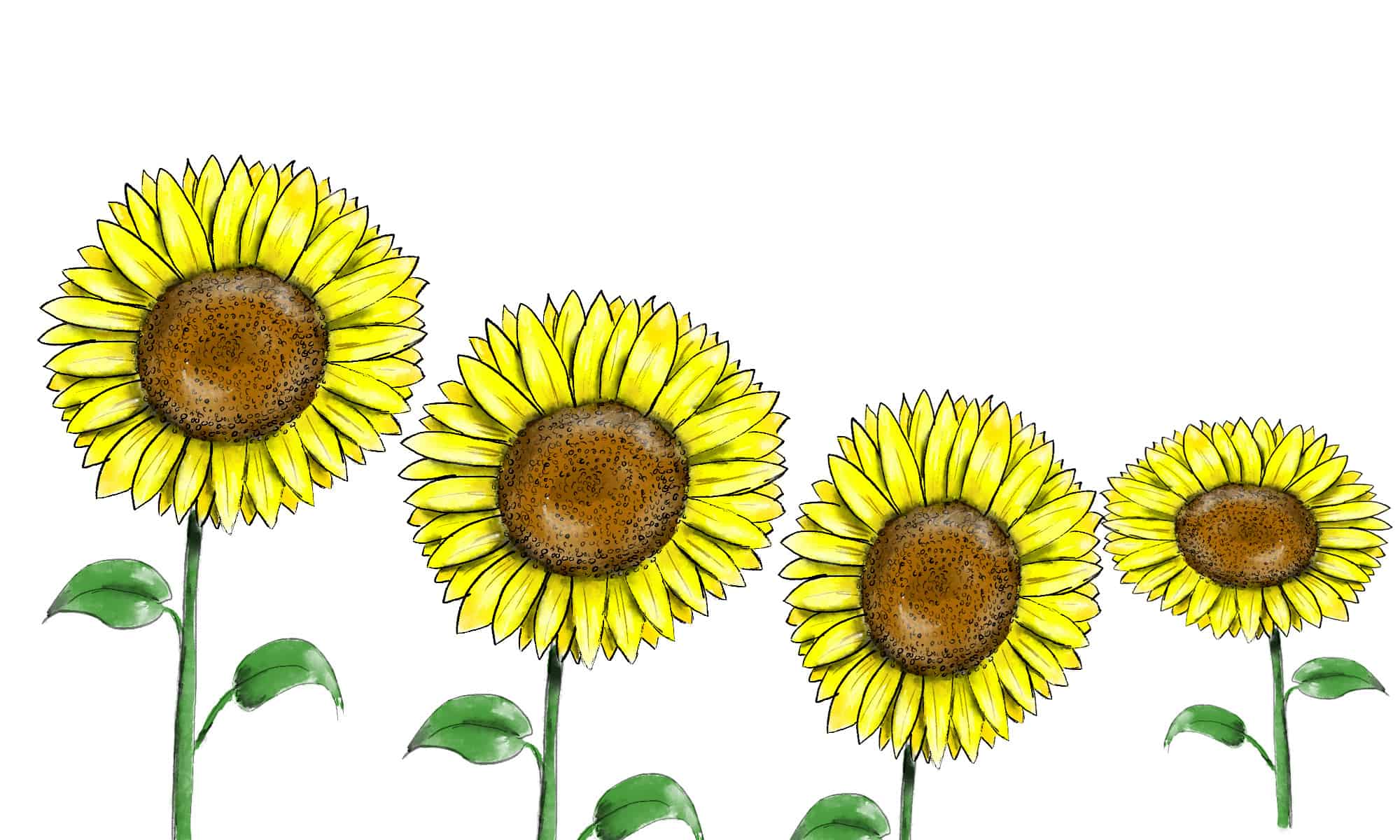 Come disegnare un girasole in 8 semplici passaggi