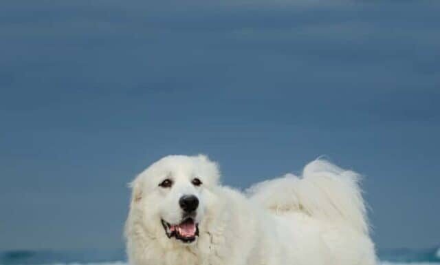 10 incredibili fatti sui Grandi Pirenei
