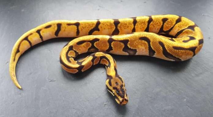 Pitone arancione della sfera dei sogni
