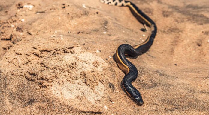 Scopri il serpente di mare più velenoso del mondo
