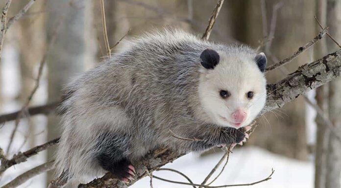 Australian Possum vs American Opossum
