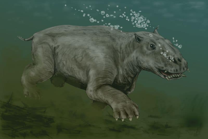 Paleoparadossia