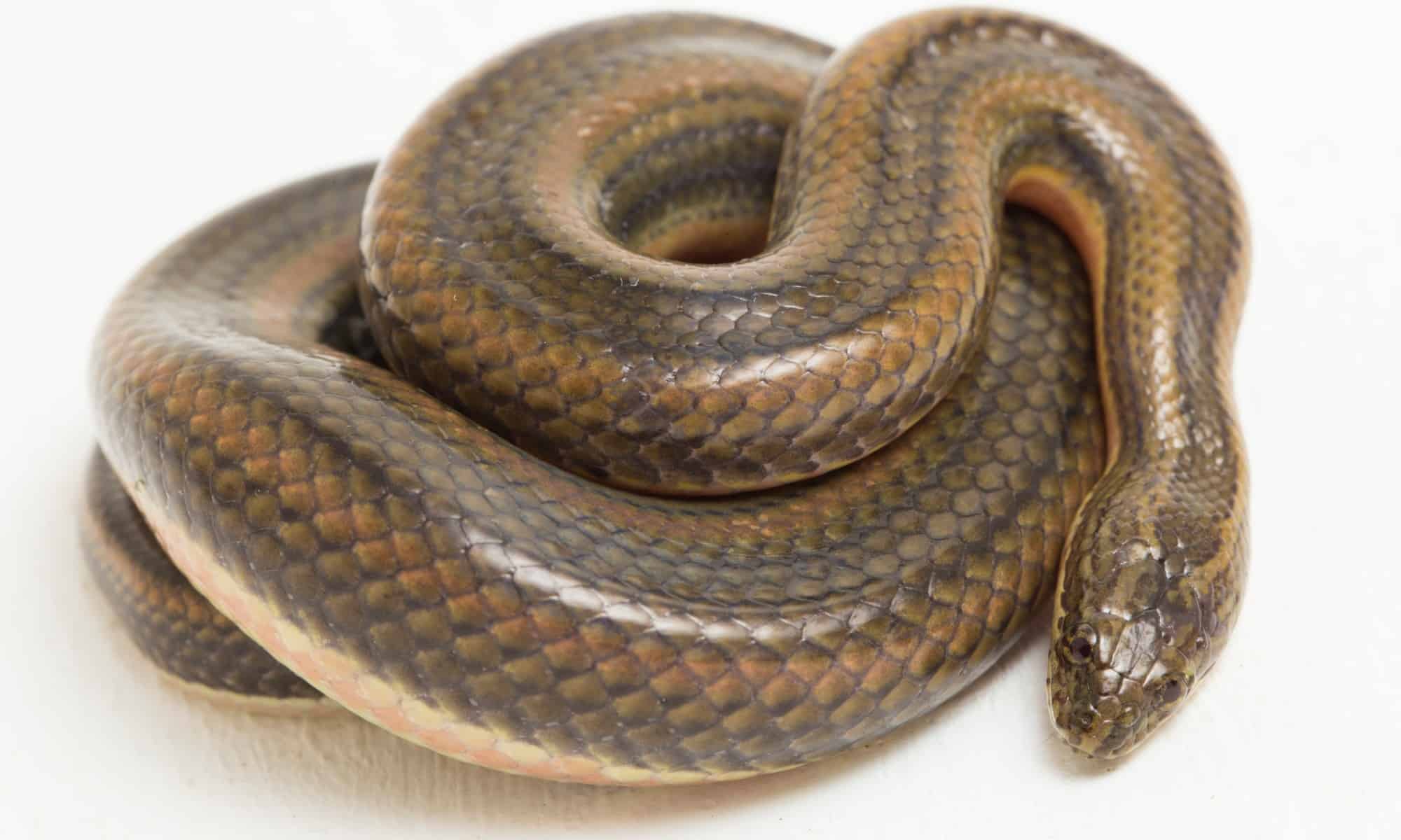 A The 7 Best Snake Guard Chaps You Can Buy Today