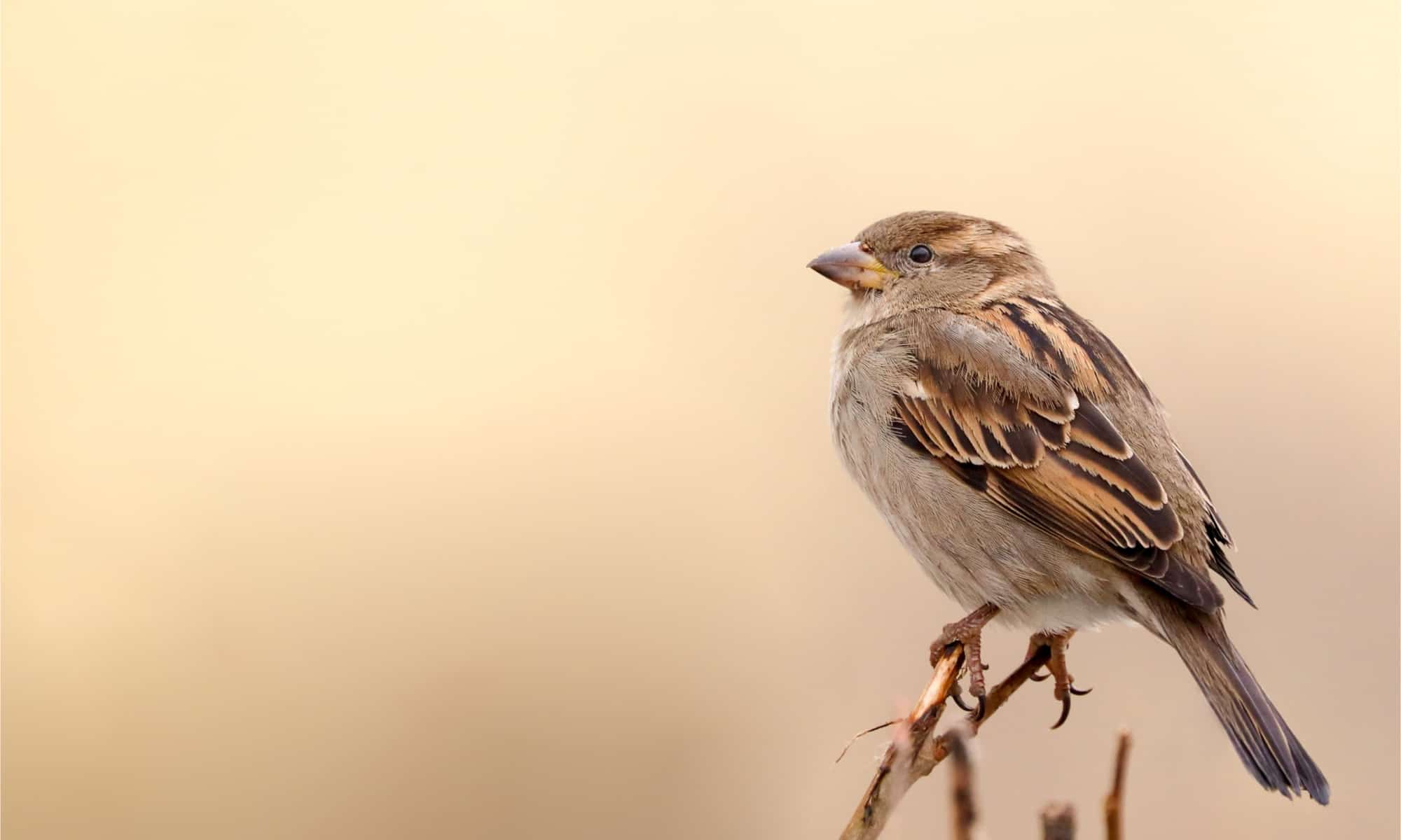 Song Sparrow contro House Sparrow