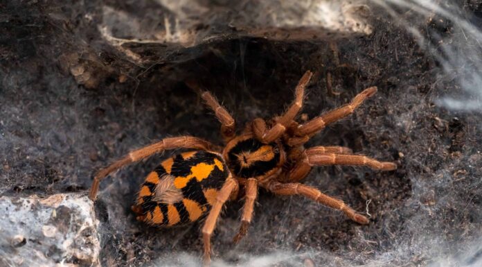 Tarantola di patch di zucca
