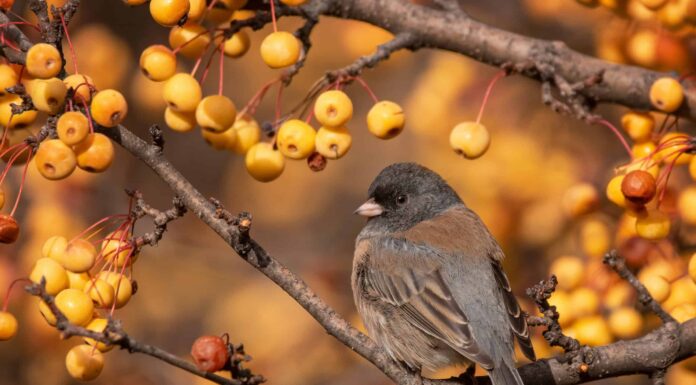 Junco maschio contro femmina dagli occhi scuri
