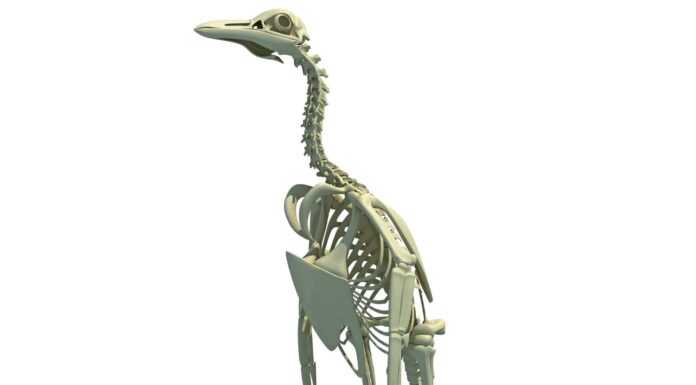 Scopri le 51 specie di pinguini estinte
