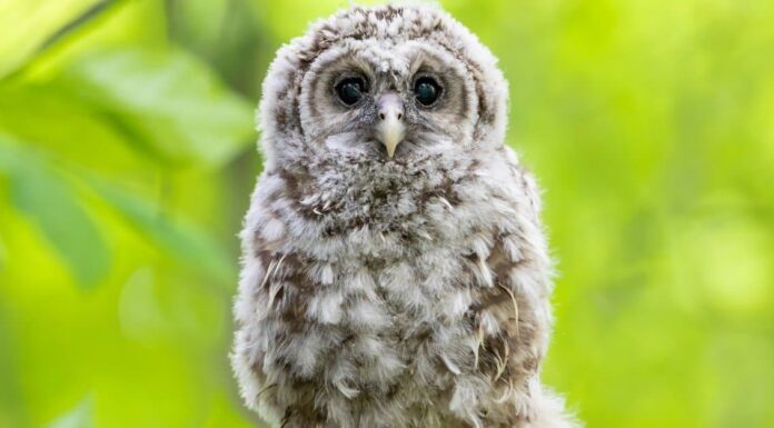 14 tipi di gufi in Texas
