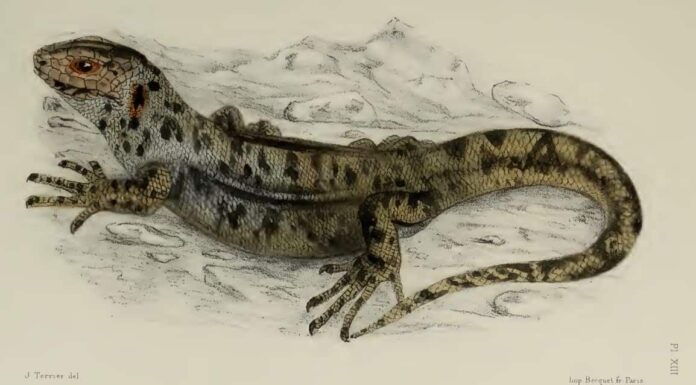 martinique giant ameiva