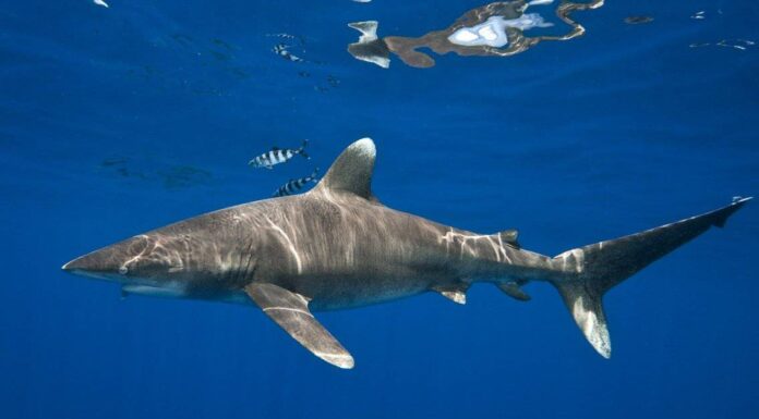 A The 8 Best Children&rsquo;s Books About Sharks Available Today