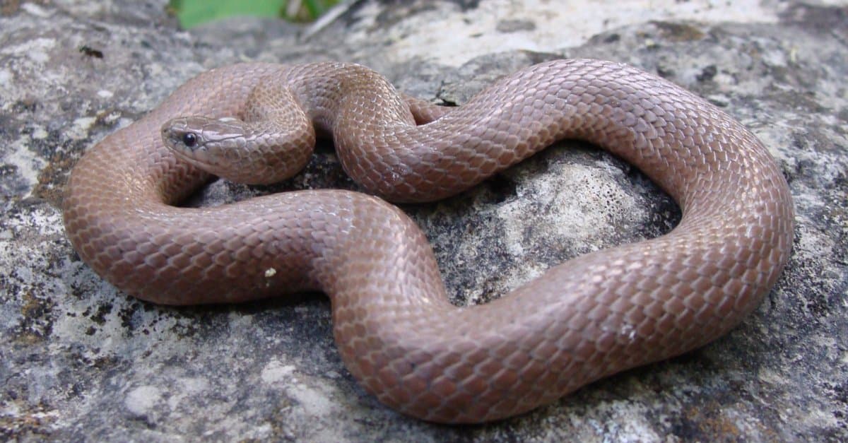 Serpente terrestre liscio