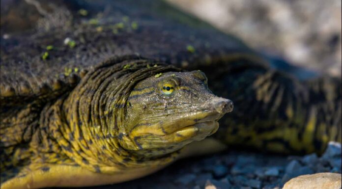 Animal Facts: Turtles