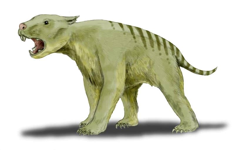 Thylacoleo il macellaio