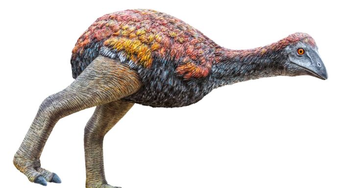 Rodrigues Solitaire (Pezophaps Solitaria)